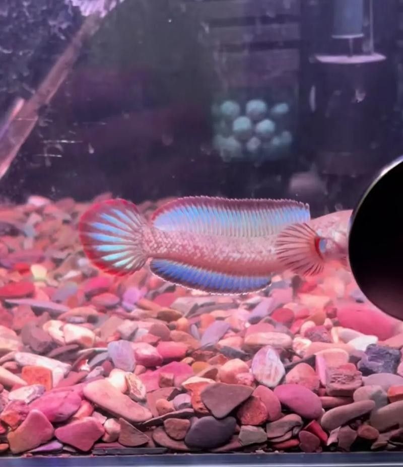 給我一些高清的酒紅雷龍魚圖片（如何在互聯網上找到高清的酒紅雷龍魚圖片）