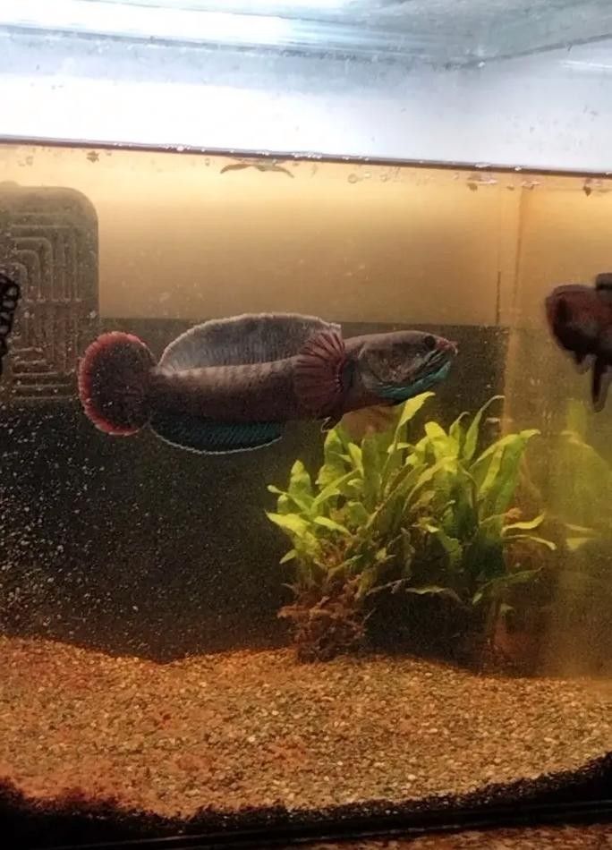 給我一些高清的酒紅雷龍魚圖片（如何在互聯網上找到高清的酒紅雷龍魚圖片）
