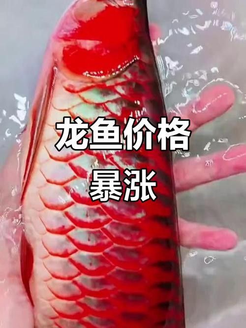 7000萬紅龍魚有圖片嗎