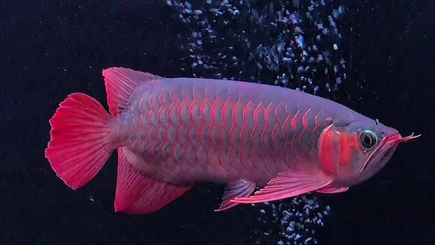 7000萬紅龍魚有圖片嗎