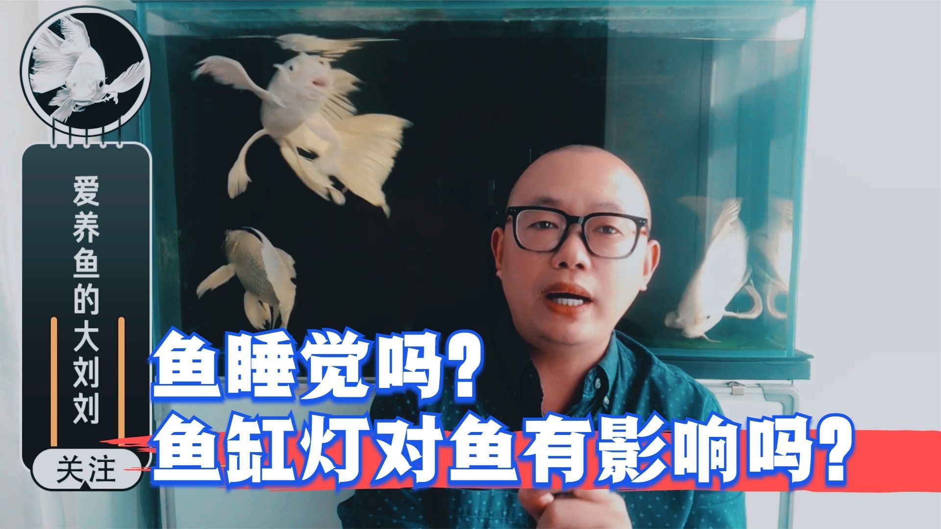 魚缸夜燈會影響魚休息嗎（魚缸夜燈會影響魚的休息嗎） 魚缸夜燈會影響魚休息嗎（魚缸夜燈會影響魚的休息嗎） 觀賞魚百科 第1張