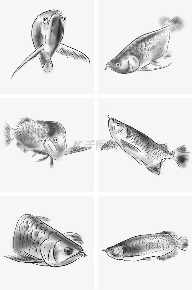 金龍魚手繪效果圖尺寸一般多大（金龍魚手繪效果圖尺寸）