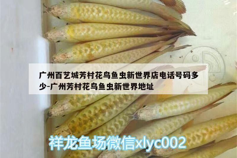 廣州百藝城芳村花鳥魚蟲新世界店電話號碼多少:廣州芳村花鳥魚蟲新世界地址