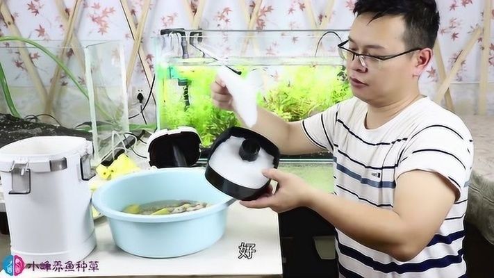 美麗硬仆骨舌魚（美麗硬仆骨舌魚，） 美麗硬仆骨舌魚（美麗硬仆骨舌魚，） 觀賞魚百科