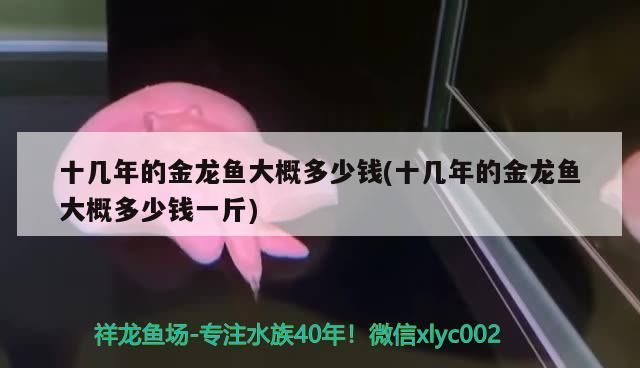 十幾年的金龍魚大概多少錢(十幾年的金龍魚大概多少錢一斤)（十幾年的金龍魚大概多少錢） 十幾年的金龍魚大概多少錢(十幾年的金龍魚大概多少錢一斤)（十幾年的金龍魚大概多少錢） 觀賞魚百科