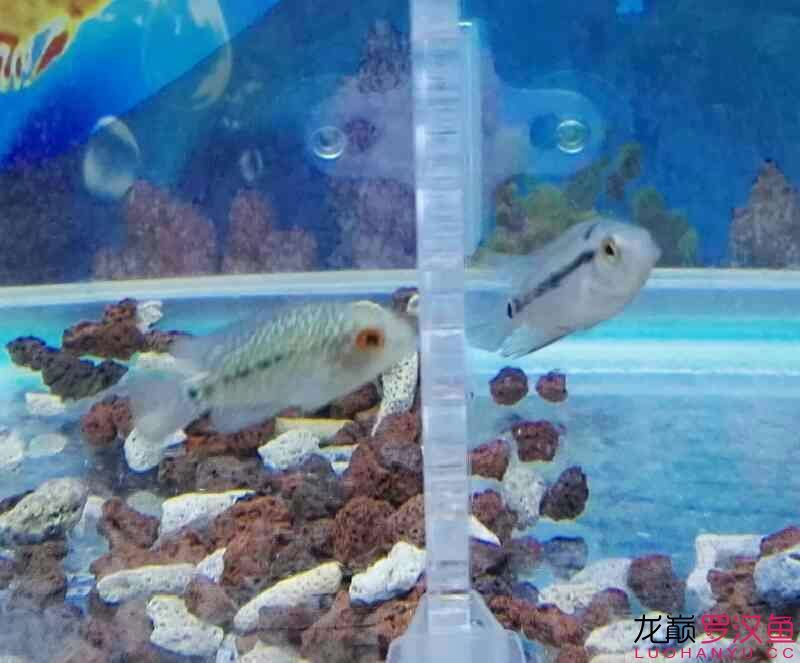 弄倆苗被坑了（“弄倆苗被坑了”暗示著某人在嘗試種植或購買植物時遭遇了不良經(jīng)歷）