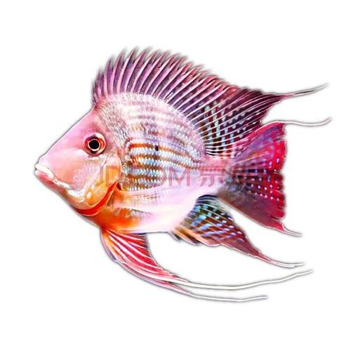 保亭黎族苗族哪個水族館龍魚好？祥龍魚場龍魚