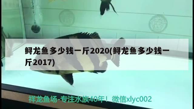 鱘龍魚多少錢一斤2020(鱘龍魚多少錢一斤2017)（鱘魚多少錢一斤2020）