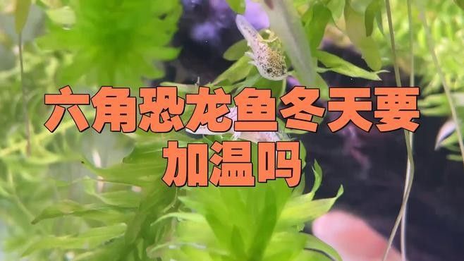 六角恐龍魚冬眠時如何照顧？（六角恐龍魚冬眠時如何照顧六角恐龍魚在冬眠期間的照顧方法）