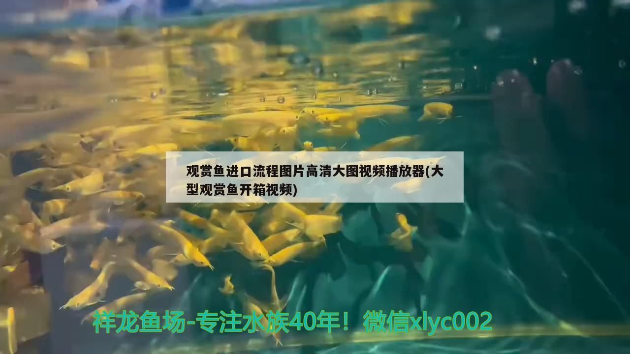 觀賞魚進口流程圖片高清大圖視頻播放器(大型觀賞魚開箱視頻)