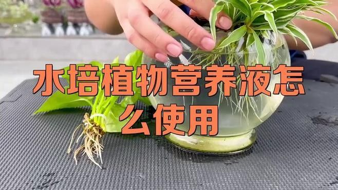 龍魚(yú)缸植物施肥頻率（龍魚(yú)缸中植物的施肥頻率需根據(jù)植物類型、生長(zhǎng)階段及水質(zhì)條件綜合調(diào)整）