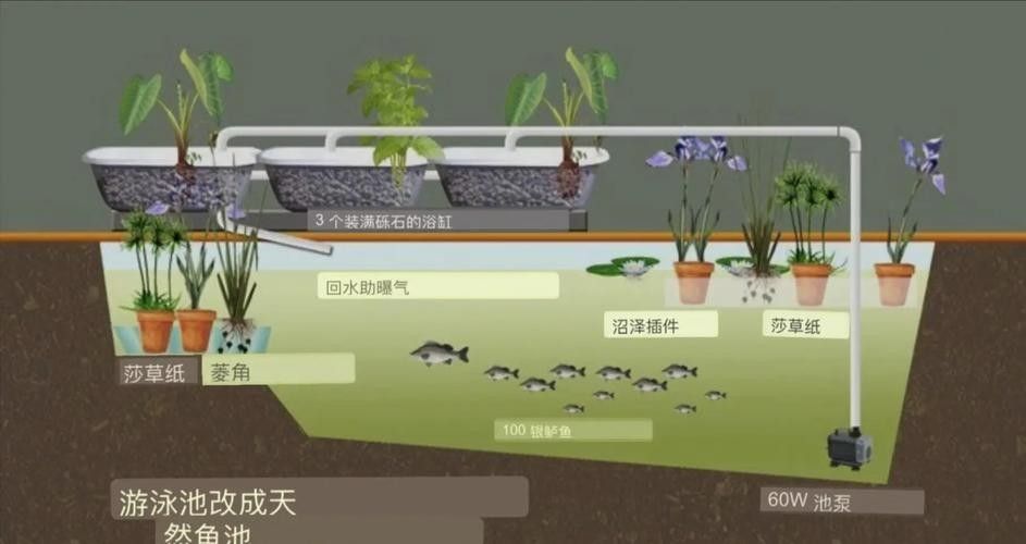 混養時如何避免食人魚攻擊龍魚（如何避免食人魚攻擊龍魚） 混養時如何避免食人魚攻擊龍魚（如何避免食人魚攻擊龍魚） 龍魚百科 第5張