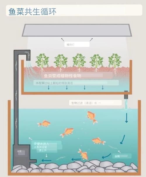 混養時如何避免食人魚攻擊龍魚（如何避免食人魚攻擊龍魚） 混養時如何避免食人魚攻擊龍魚（如何避免食人魚攻擊龍魚） 龍魚百科 第4張