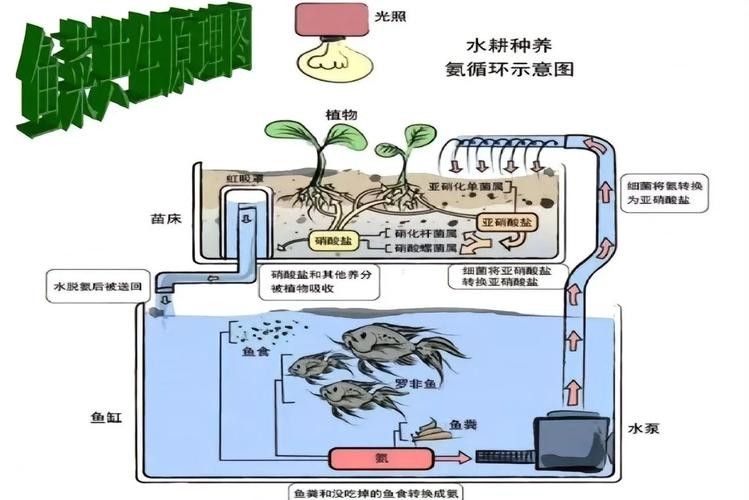 混養時如何避免食人魚攻擊龍魚（如何避免食人魚攻擊龍魚） 混養時如何避免食人魚攻擊龍魚（如何避免食人魚攻擊龍魚） 龍魚百科 第6張