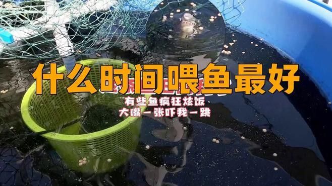 龍魚夜間補喂頻率建議（關于龍魚夜間補喂的建議）
