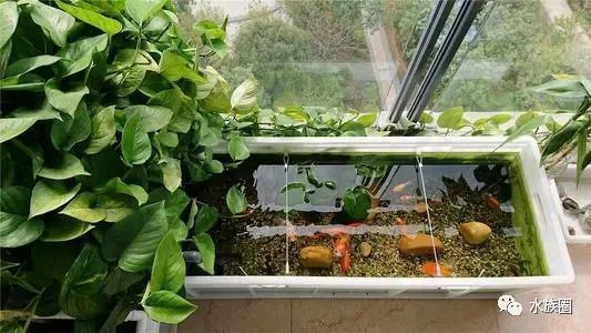 龍魚缸植物施肥頻率（龍魚缸中植物的施肥頻率需根據植物類型、生長階段及水質條件綜合調整）