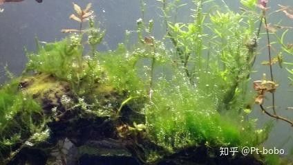 龍魚缸植物施肥頻率（龍魚缸中植物的施肥頻率需根據植物類型、生長階段及水質條件綜合調整）