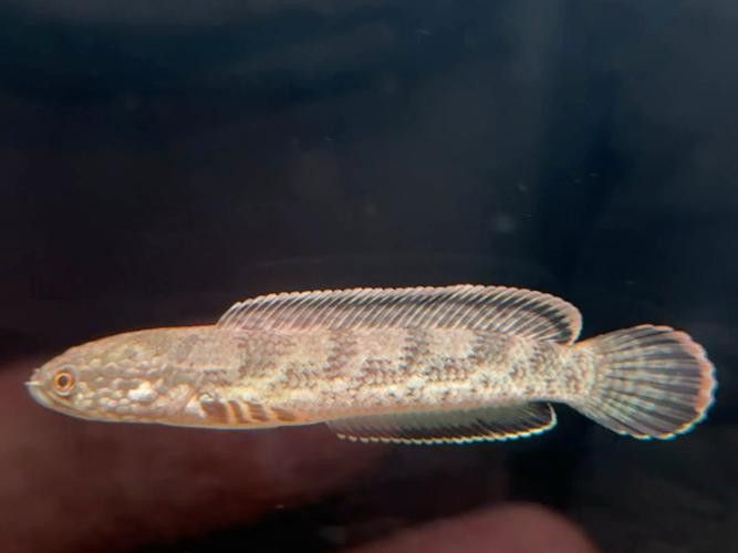 鈷藍(lán)雷龍魚(yú)適合新手嗎？（新手養(yǎng)魚(yú)不踩坑鈷藍(lán)雷龍魚(yú)怎么養(yǎng)超全攻略分享）
