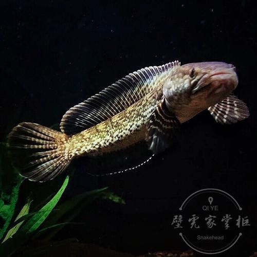 鈷藍(lán)雷龍魚(yú)適合新手嗎？（新手養(yǎng)魚(yú)不踩坑鈷藍(lán)雷龍魚(yú)怎么養(yǎng)超全攻略分享）