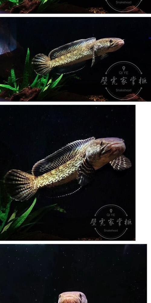 鈷藍(lán)雷龍魚(yú)適合新手嗎？（新手養(yǎng)魚(yú)不踩坑鈷藍(lán)雷龍魚(yú)怎么養(yǎng)超全攻略分享）