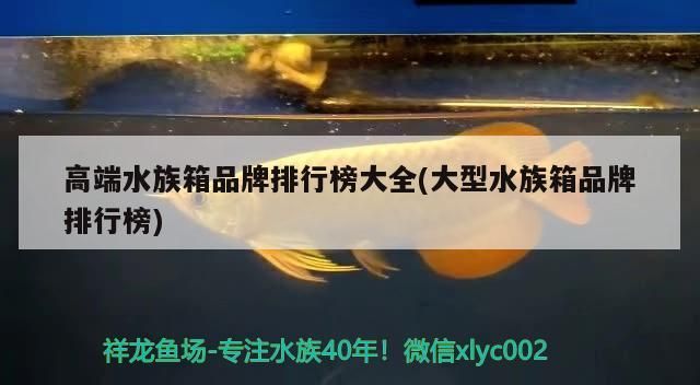 高端水族箱品牌排行榜大全(大型水族箱品牌排行榜)