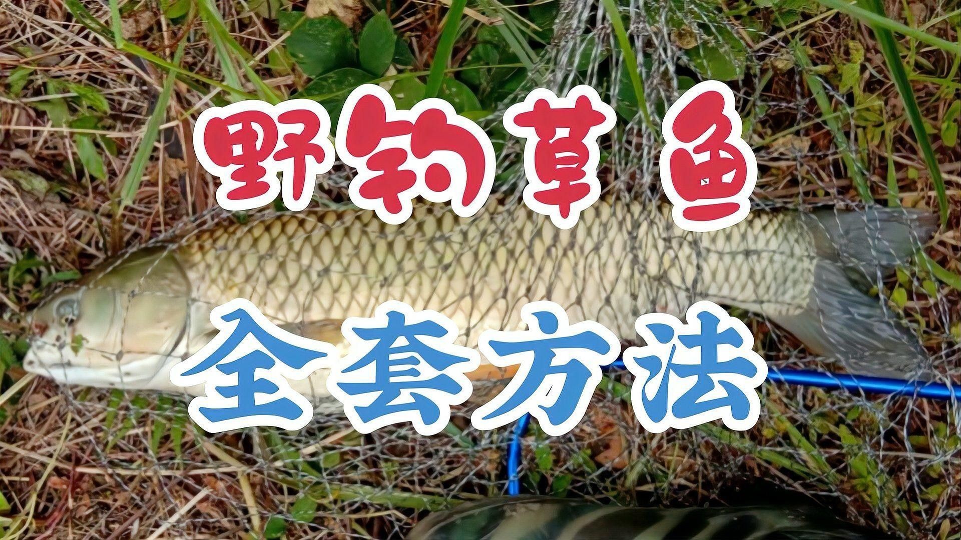 有沒有釣草魚的經典配方？（夏季草魚餌料配方）