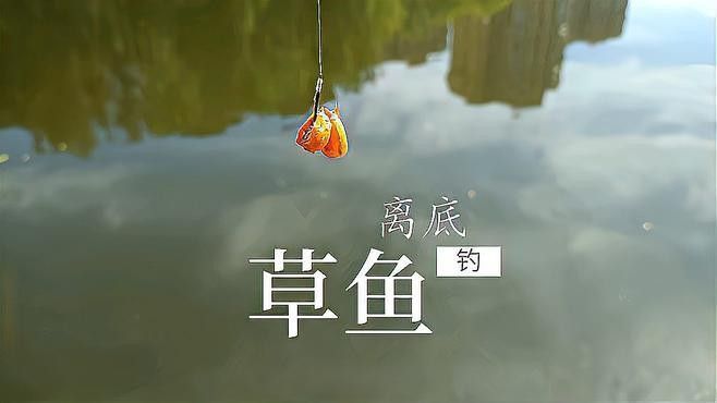 有沒有釣草魚的經典配方？（夏季草魚餌料配方）