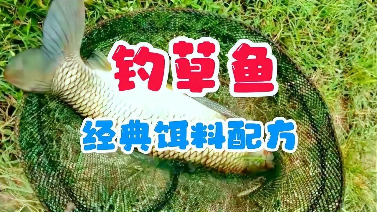 有沒有釣草魚的經(jīng)典配方？（夏季草魚餌料配方）