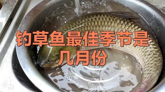 有沒有釣草魚的經典配方？（夏季草魚餌料配方）