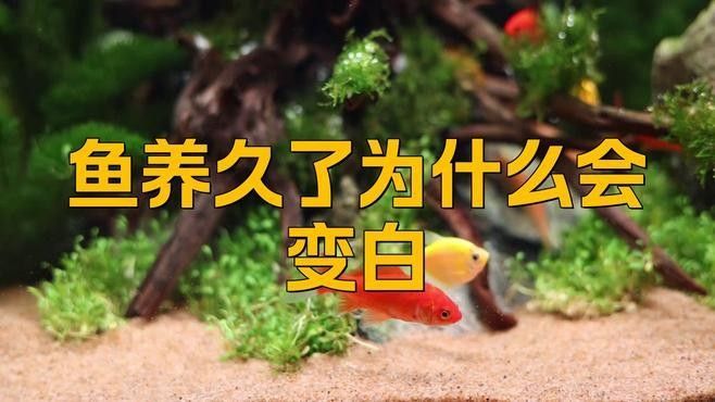 如何預防金龍魚變白？（金龍魚養(yǎng)久了為什么會變白）