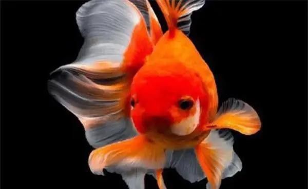 如何預防金龍魚變白？（金龍魚養(yǎng)久了為什么會變白）