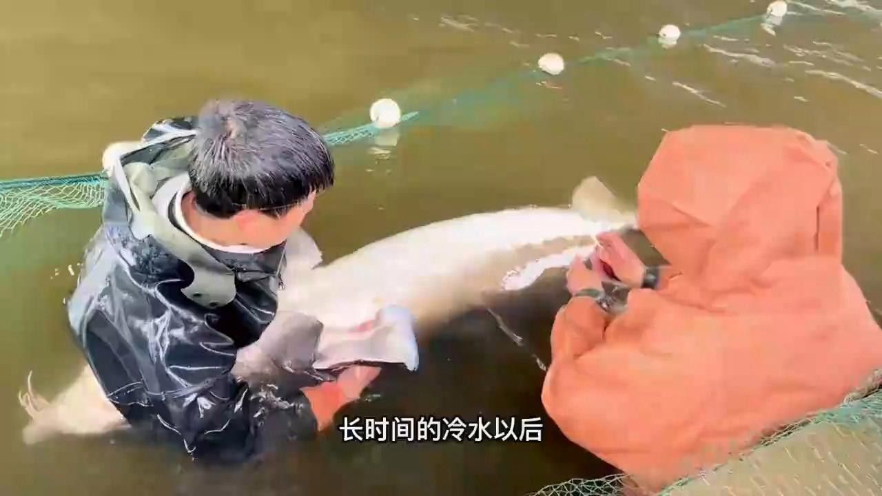 還有哪些地區養殖鱘龍魚（養殖鱘龍魚的地區）