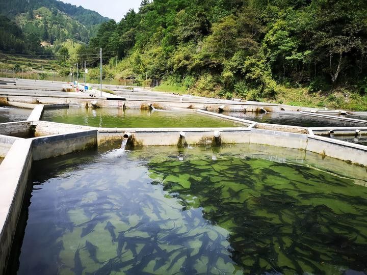 還有哪些地區養殖鱘龍魚（養殖鱘龍魚的地區）