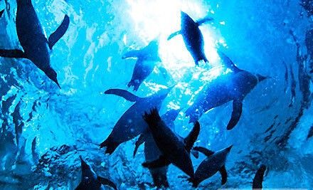 太湖哪個(gè)水族館龍魚(yú)好？祥龍魚(yú)場(chǎng)龍魚(yú)（太湖地區(qū)知名的水族館——祥龍魚(yú)場(chǎng)） 太湖哪個(gè)水族館龍魚(yú)好？祥龍魚(yú)場(chǎng)龍魚(yú)（太湖地區(qū)知名的水族館——祥龍魚(yú)場(chǎng)） 龍魚(yú)百科 第1張