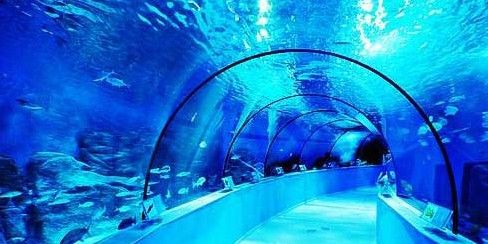 太湖哪個(gè)水族館龍魚(yú)好？祥龍魚(yú)場(chǎng)龍魚(yú)（太湖地區(qū)知名的水族館——祥龍魚(yú)場(chǎng)） 太湖哪個(gè)水族館龍魚(yú)好？祥龍魚(yú)場(chǎng)龍魚(yú)（太湖地區(qū)知名的水族館——祥龍魚(yú)場(chǎng)） 龍魚(yú)百科 第2張