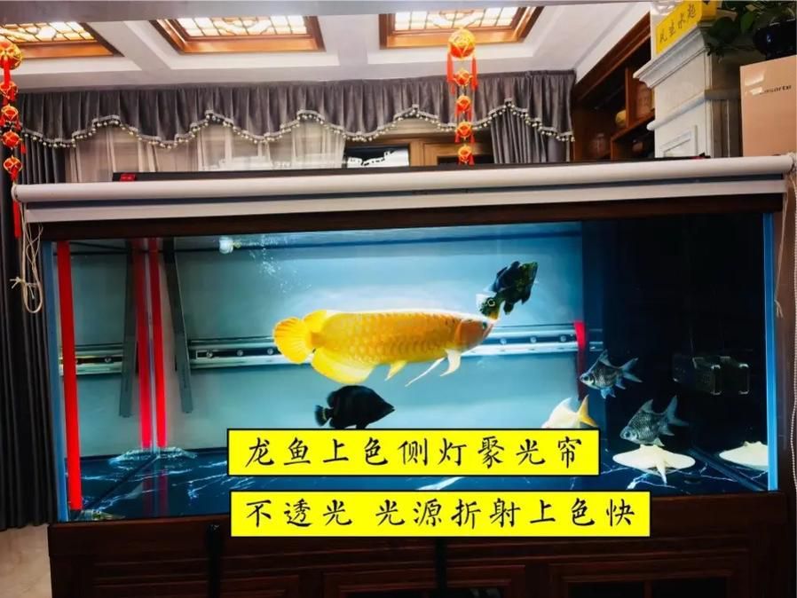 龍魚缸燈光擺放位置圖解(——龍魚燈光擺放位置圖解) 觀賞魚百科 第31張 龍魚缸燈光擺放位置圖解(——龍魚燈光擺放位置圖解) 龍魚缸燈光擺放位置圖解(——龍魚燈光擺放位置圖解) 觀賞魚百科 第31張