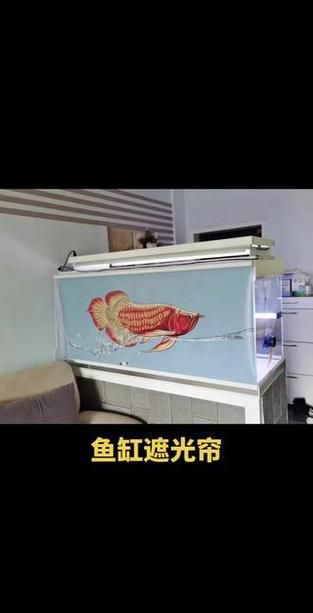 龍魚缸燈光擺放位置圖解(——龍魚燈光擺放位置圖解) 觀賞魚百科 第35張 龍魚缸燈光擺放位置圖解(——龍魚燈光擺放位置圖解) 龍魚缸燈光擺放位置圖解(——龍魚燈光擺放位置圖解) 觀賞魚百科 第35張
