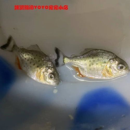 給我一些水虎魚和龍魚混養(yǎng)的圖片（水虎魚和龍魚混養(yǎng)）
