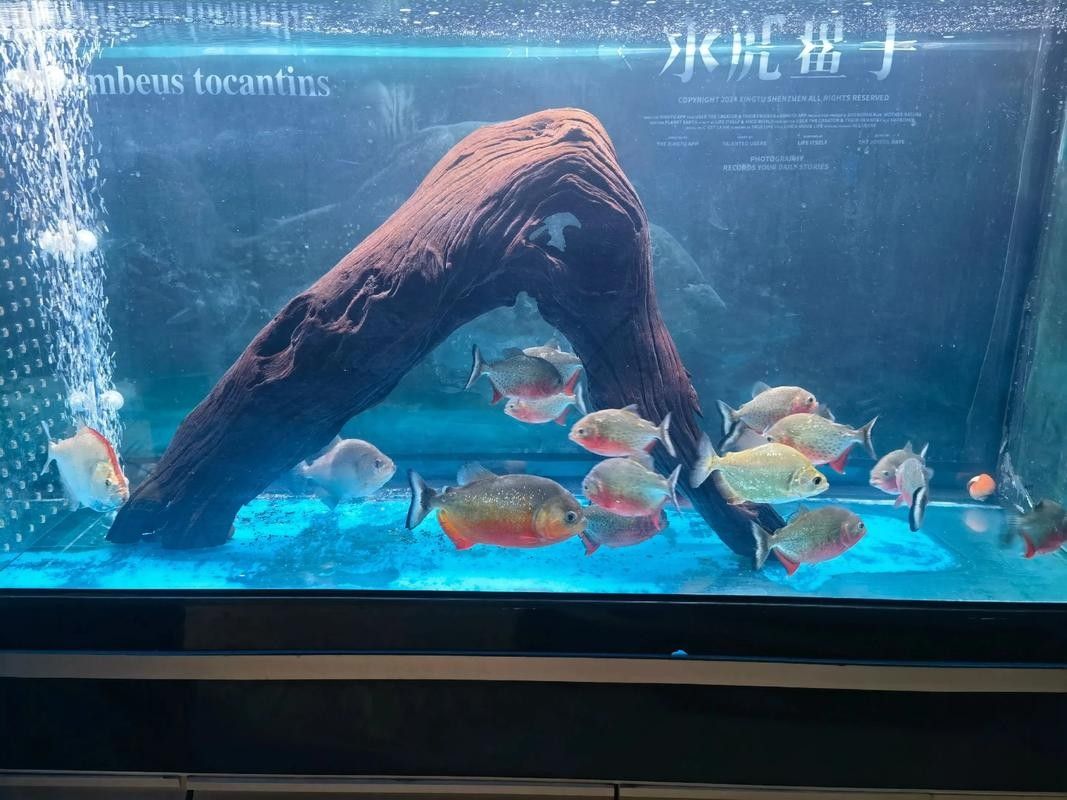 龍魚繁殖視頻播放方法，龍魚的養殖方法