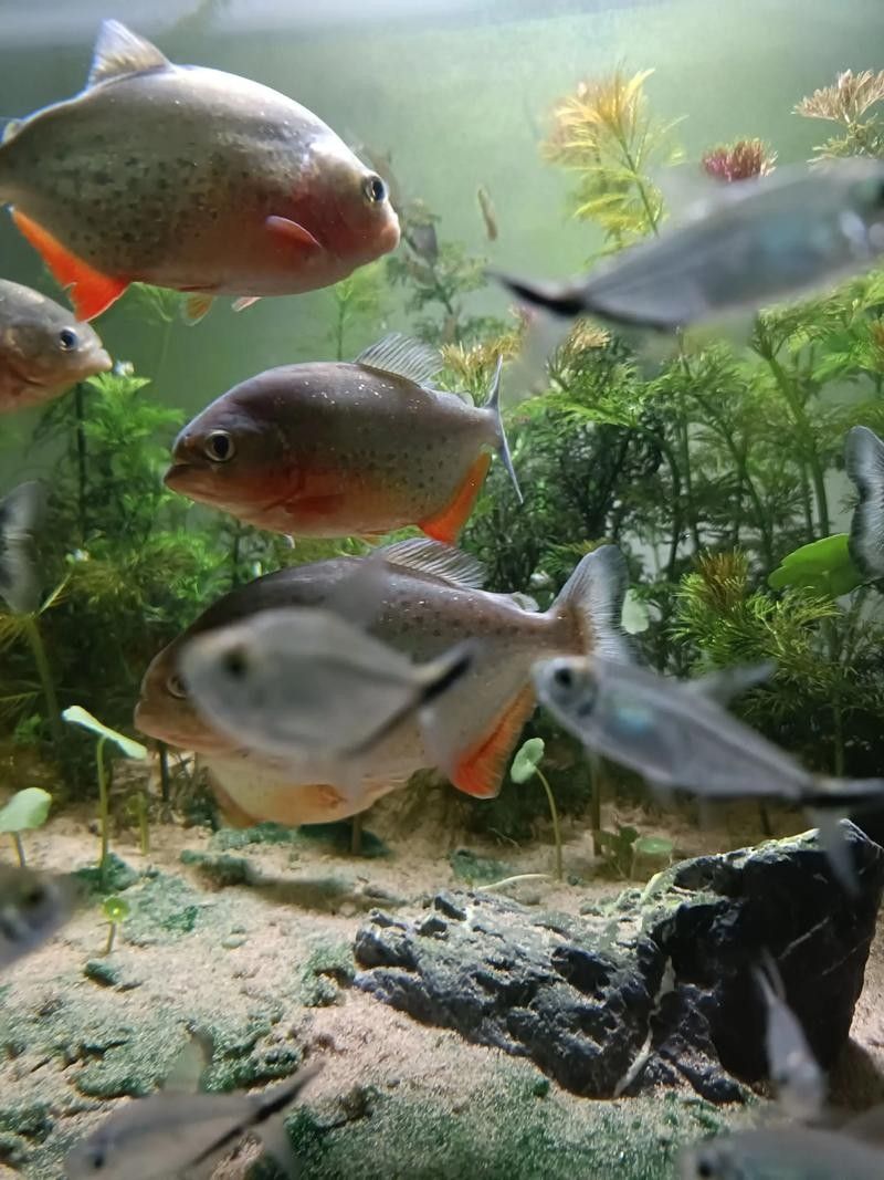 給我一些水虎魚和龍魚混養(yǎng)的圖片（水虎魚和龍魚混養(yǎng)）