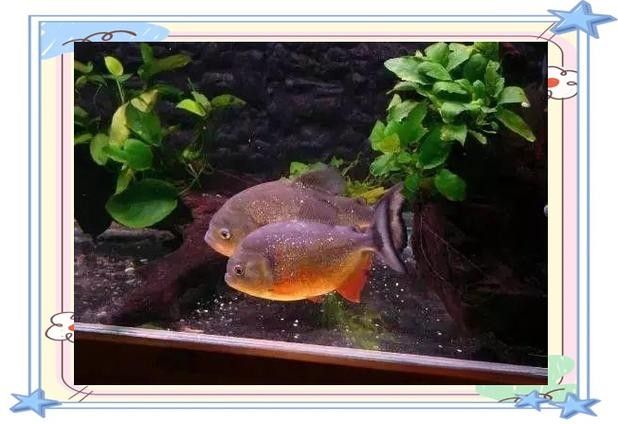 給我一些水虎魚和龍魚混養(yǎng)的圖片（水虎魚和龍魚混養(yǎng)）