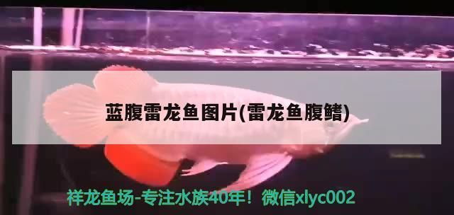 藍(lán)腹雷龍魚圖片(雷龍魚腹鰭)（七彩雷龍魚的飼養(yǎng)要點(diǎn)）