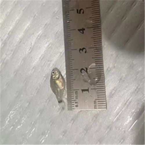 給我一些水虎魚和龍魚混養(yǎng)的圖片（水虎魚和龍魚混養(yǎng)）