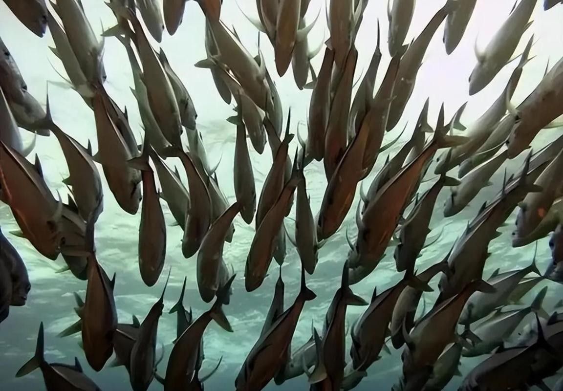 給我一些水虎魚和龍魚混養(yǎng)的圖片（水虎魚和龍魚混養(yǎng)）