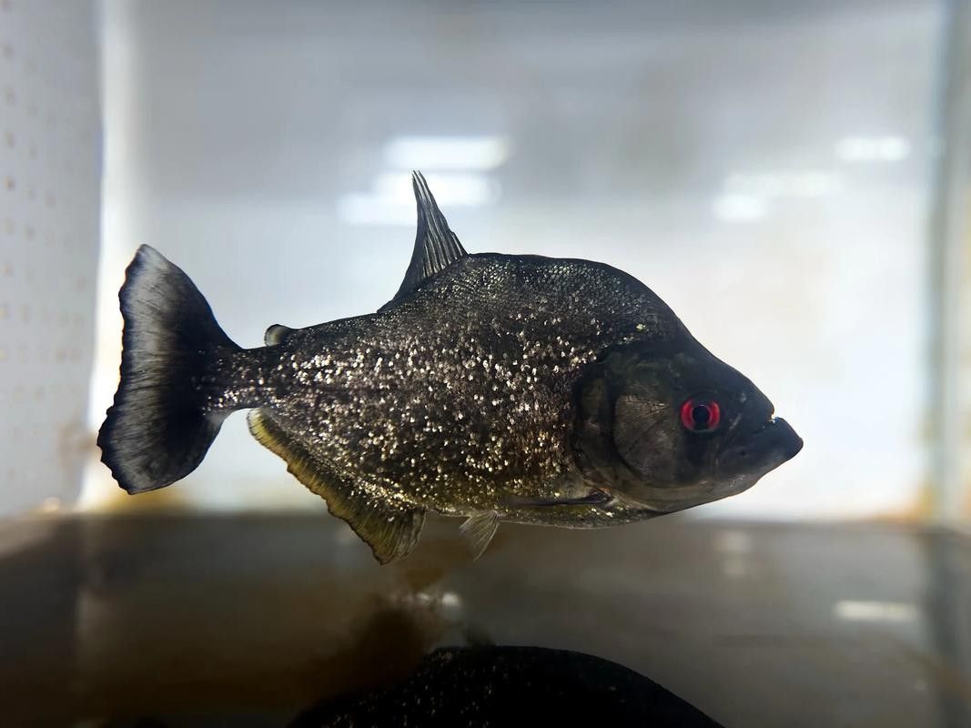 給我一些水虎魚和龍魚混養(yǎng)的圖片（水虎魚和龍魚混養(yǎng)）