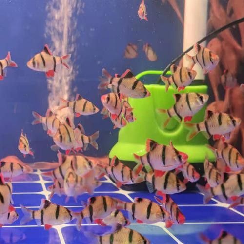 給我一些水虎魚和龍魚混養(yǎng)的圖片（水虎魚和龍魚混養(yǎng)）