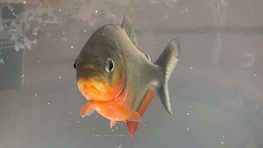 給我一些水虎魚和龍魚混養(yǎng)的圖片（水虎魚和龍魚混養(yǎng)）