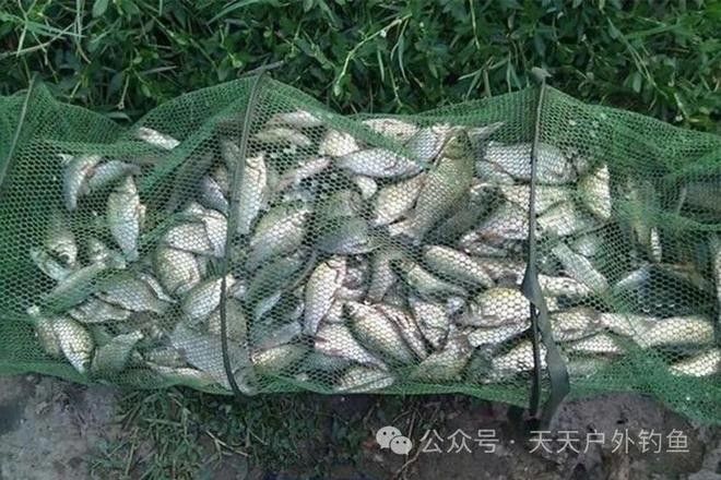 六角恐龍魚吃紅蟲會咬嗎（六角恐龍魚吃紅蟲會咬人嗎） 六角恐龍魚吃紅蟲會咬嗎（六角恐龍魚吃紅蟲會咬人嗎） 龍魚百科 第6張