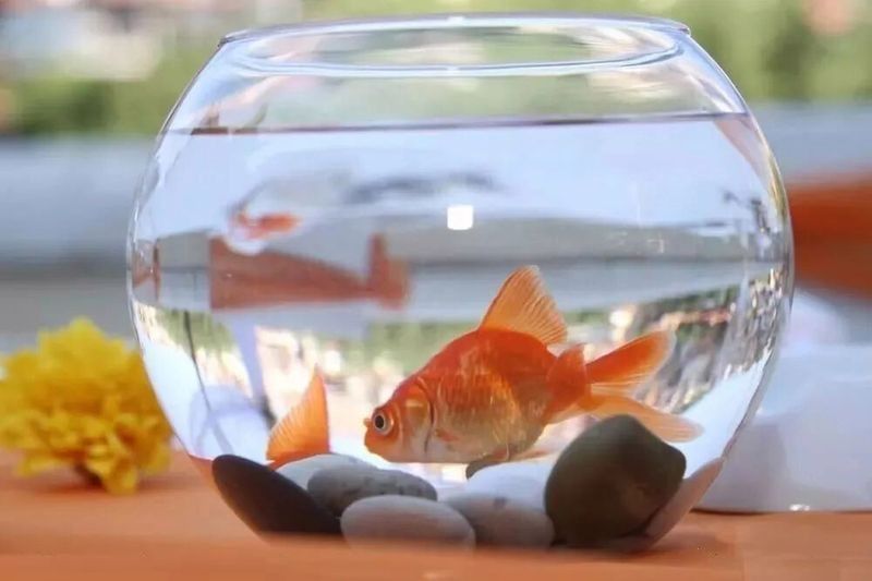 龍魚白點病如何預防（如何預防龍魚白點病）