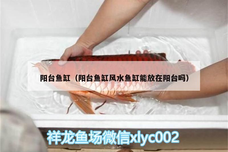 陽臺魚缸（陽臺魚缸風水魚缸能放在陽臺嗎）